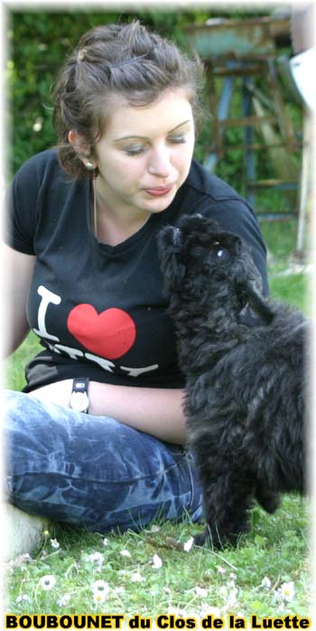 bouvier des flandres photo chiot - Elevage Clos Luette - COPYRIGHT DEPOSE